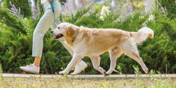 Golden retriever walking on leash outdoors