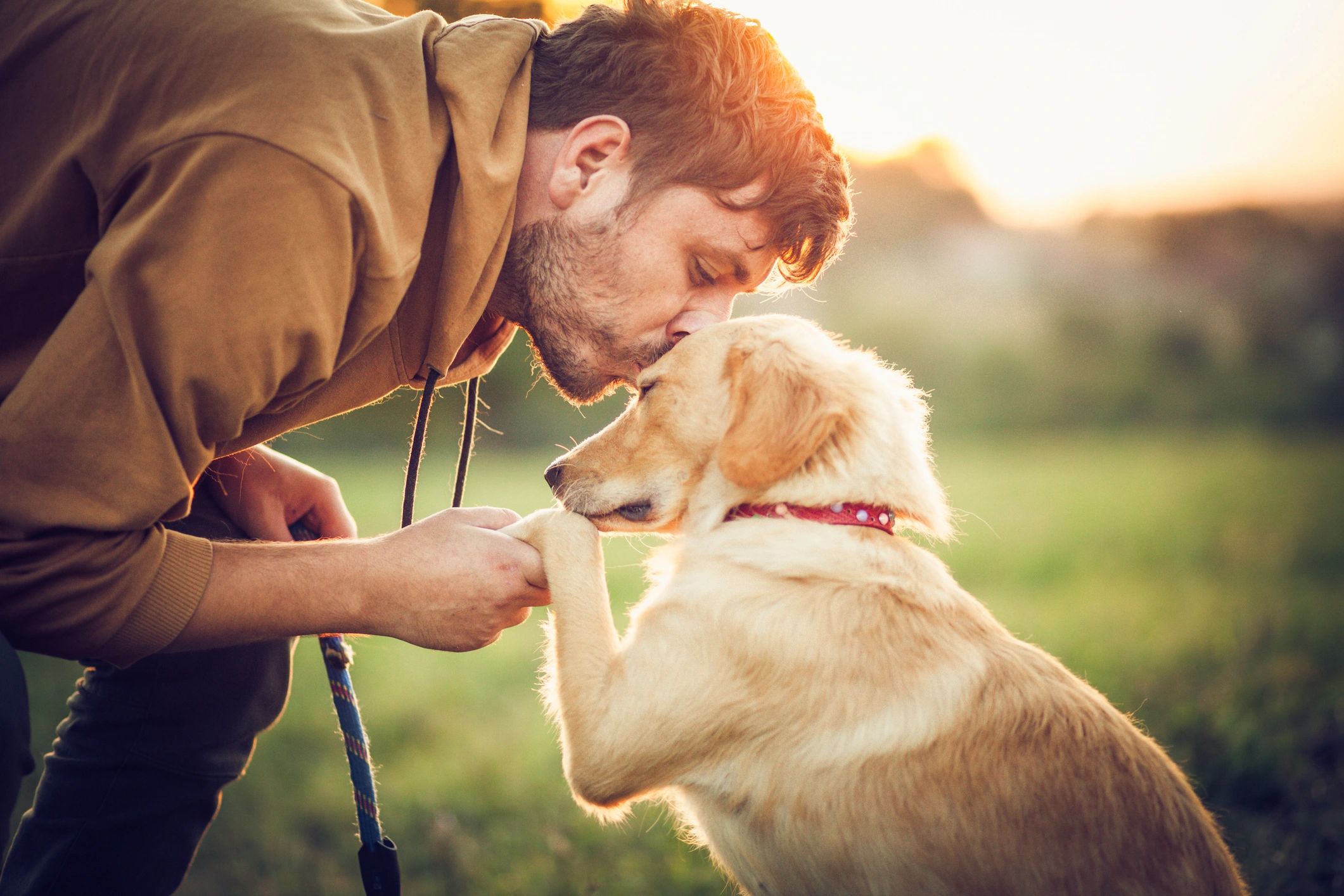 Golden retriever training outdoors