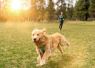 Dog owner with golden retriever in field