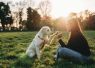 Golden retriever obedience training