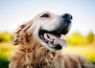 Happy golden retriever running in field