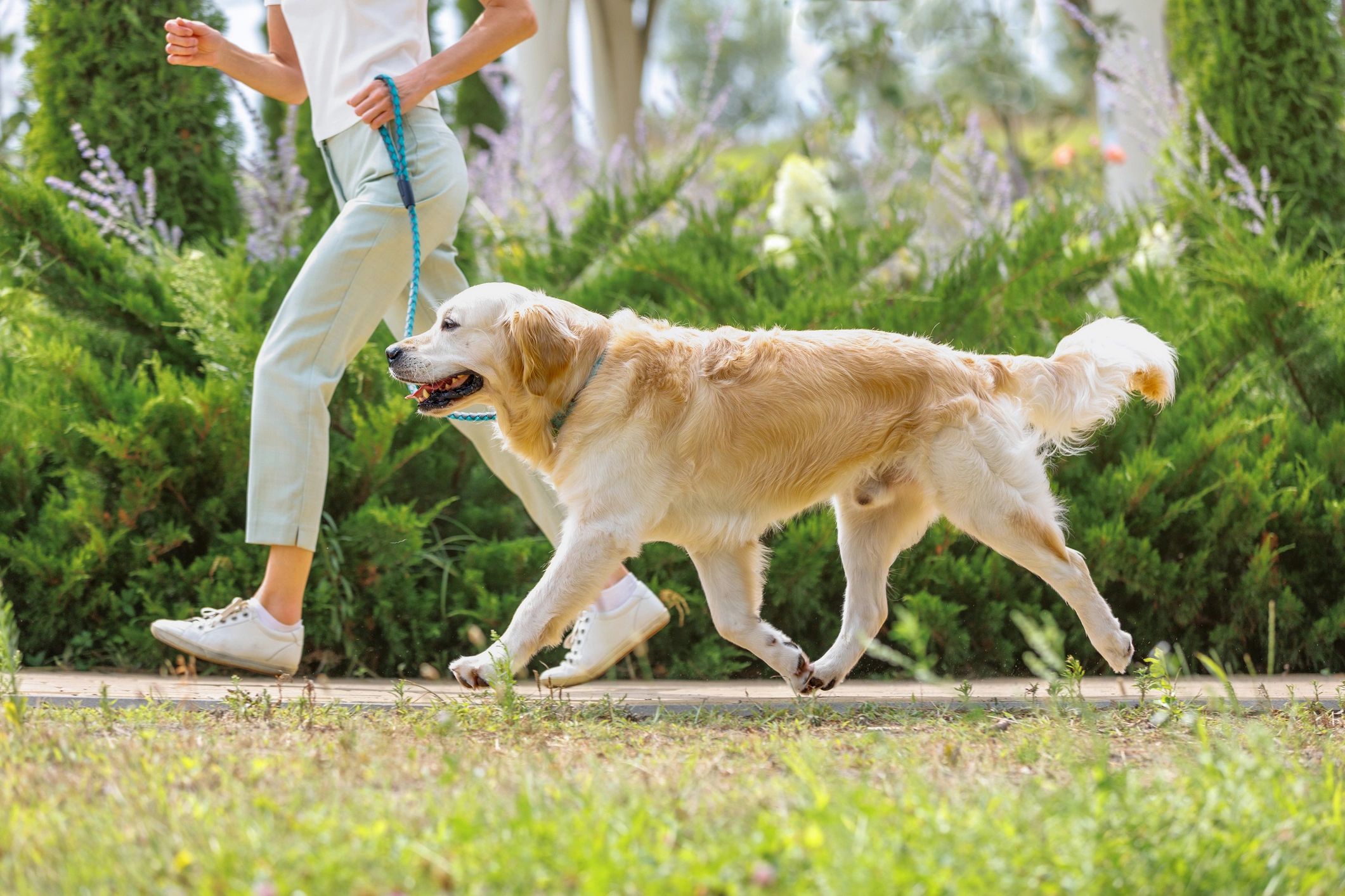 Dog trainer working with golden retriever