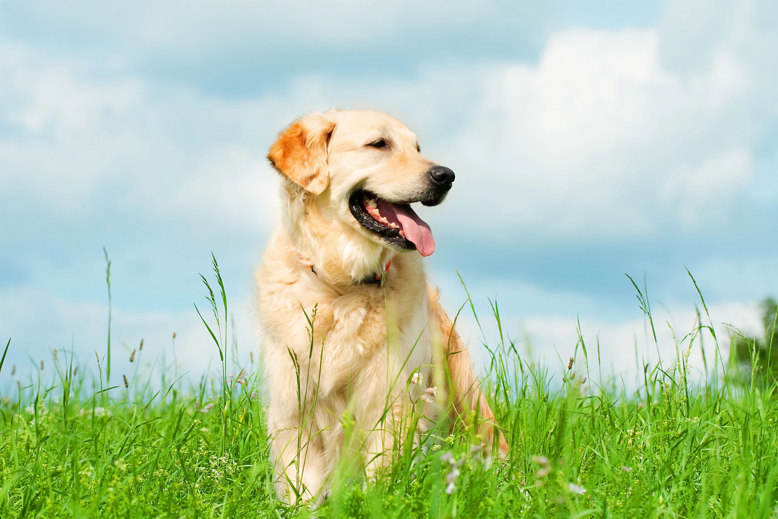 Golden retriever portrait outdoors